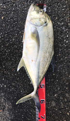 オニヒラアジの釣果