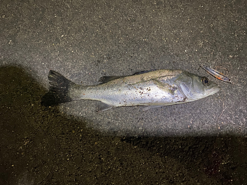 セイゴ（タイリクスズキ）の釣果