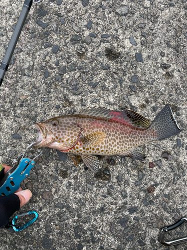 オオモンハタの釣果