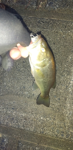 ブラックバスの釣果