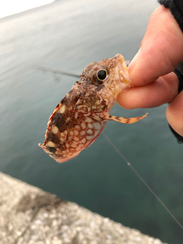 アラカブの釣果