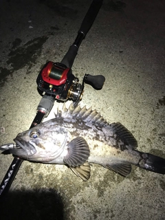 クロソイの釣果