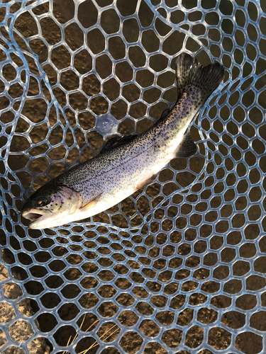 ニジマスの釣果