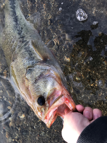 ラージマウスバスの釣果