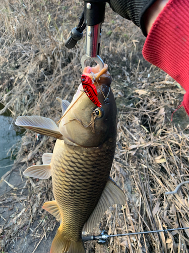 コイの釣果