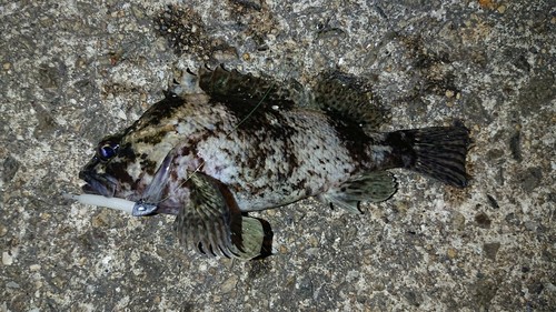 タケノコメバルの釣果