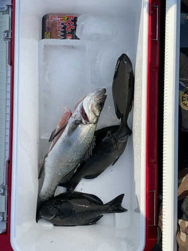 ヒラスズキの釣果