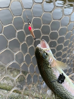 ニジマスの釣果