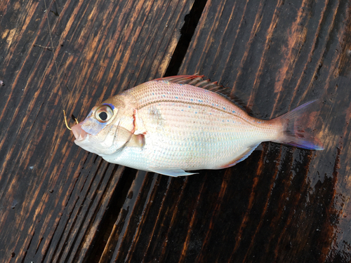 チダイの釣果