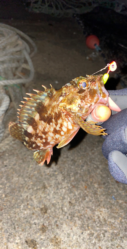 タケノコメバルの釣果