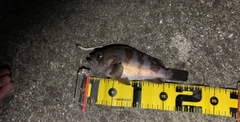 アカメバルの釣果