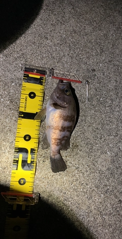 アカメバルの釣果
