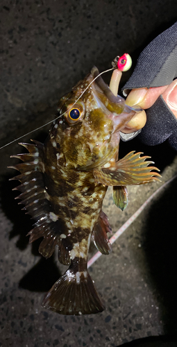 カサゴの釣果