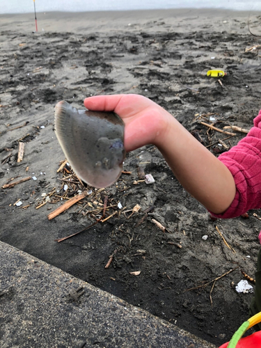 シタビラメの釣果