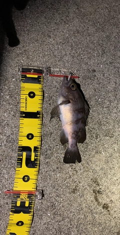 アカメバルの釣果