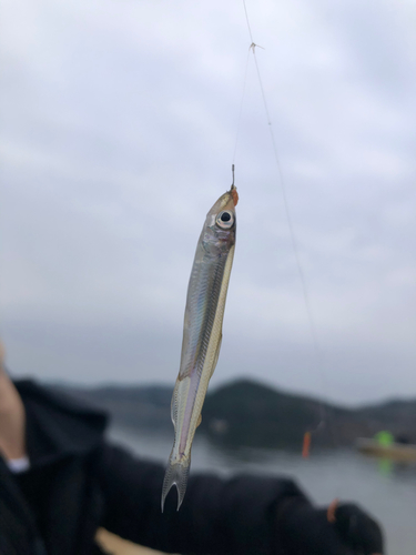 ワカサギの釣果