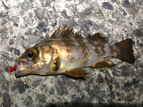 メバルの釣果