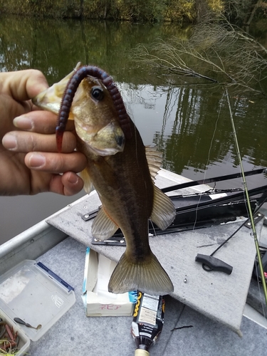 ブラックバスの釣果