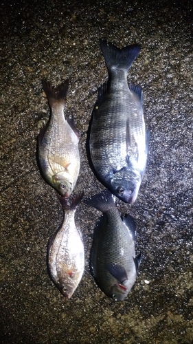 クロダイの釣果