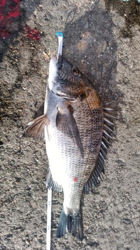 クロダイの釣果