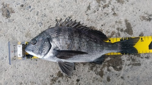 クロダイの釣果