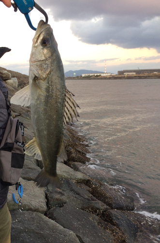 フッコ（マルスズキ）の釣果