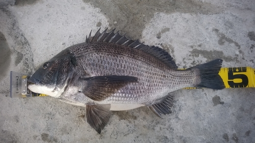 クロダイの釣果