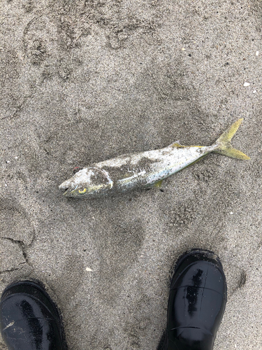 ツバスの釣果