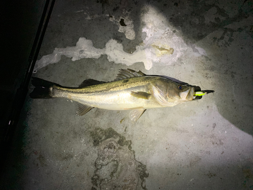 シーバスの釣果