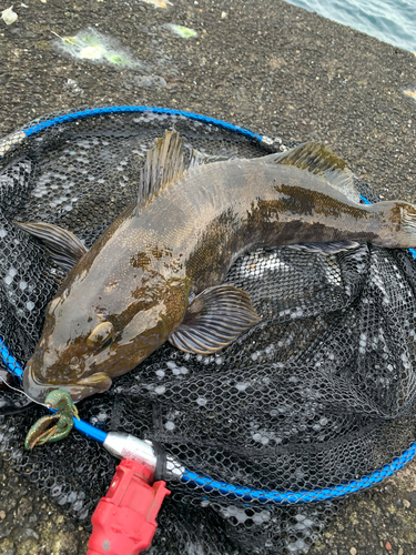 アイナメの釣果