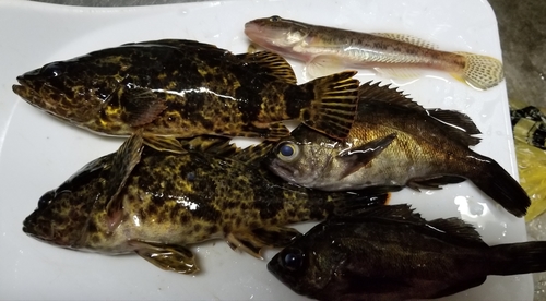 タケノコメバルの釣果