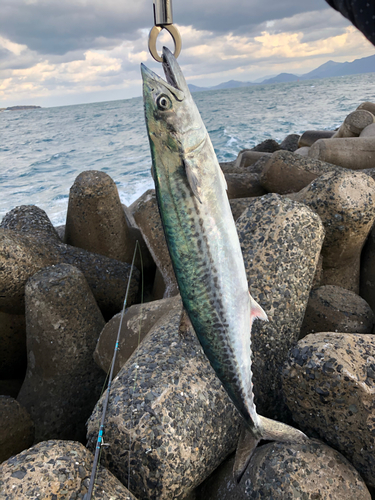 サゴシの釣果