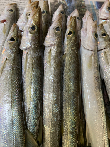 カマスの釣果