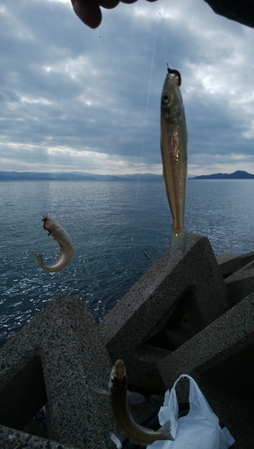 キスの釣果