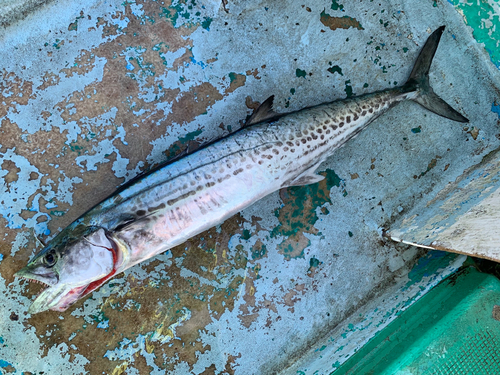 サゴシの釣果