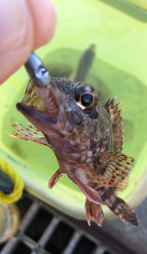 カサゴの釣果