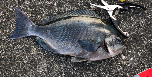 クロメジナの釣果