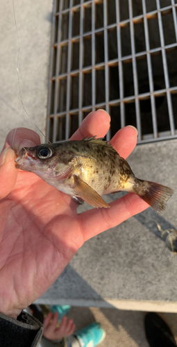 メバルの釣果