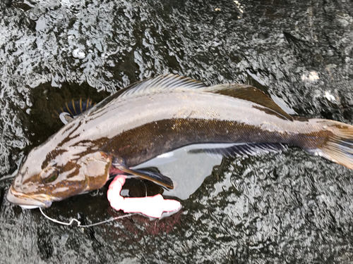 アイナメの釣果