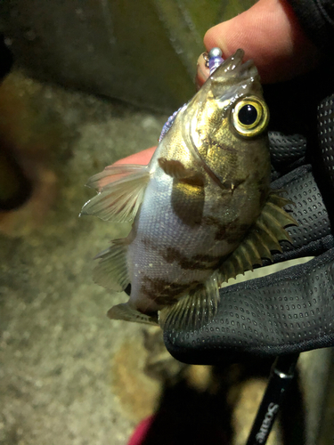 クロメバルの釣果