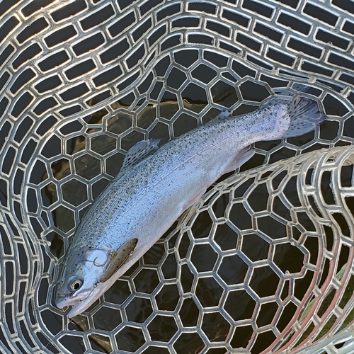 ニジマスの釣果