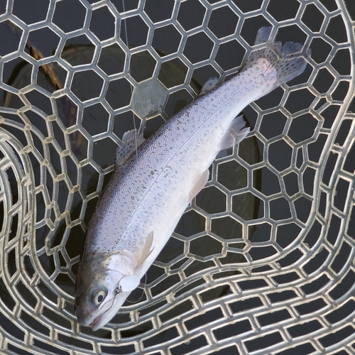 ニジマスの釣果