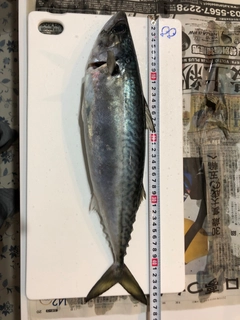 サバの釣果