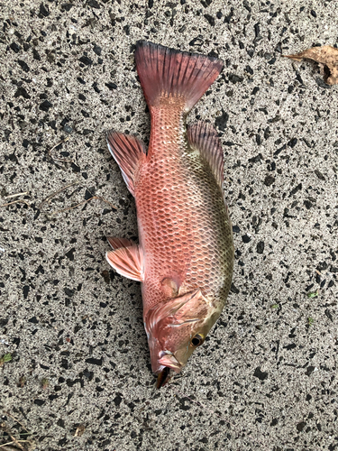 ゴマフエダイの釣果