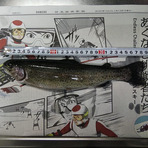 ニジマスの釣果