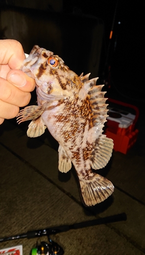 オウゴンムラソイの釣果