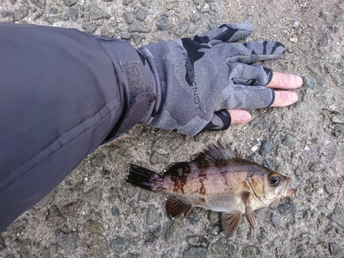 クロメバルの釣果