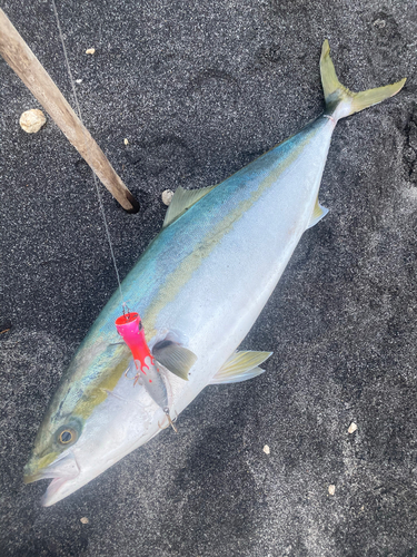 ブリの釣果