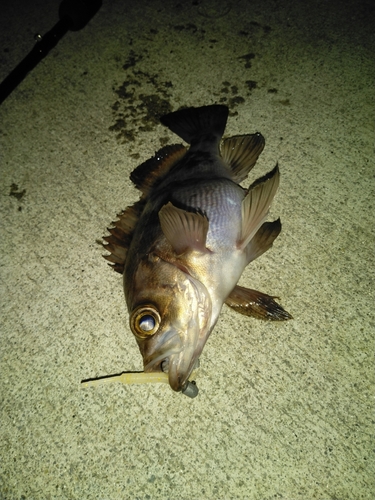 メバルの釣果