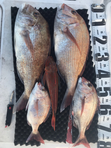 マダイの釣果